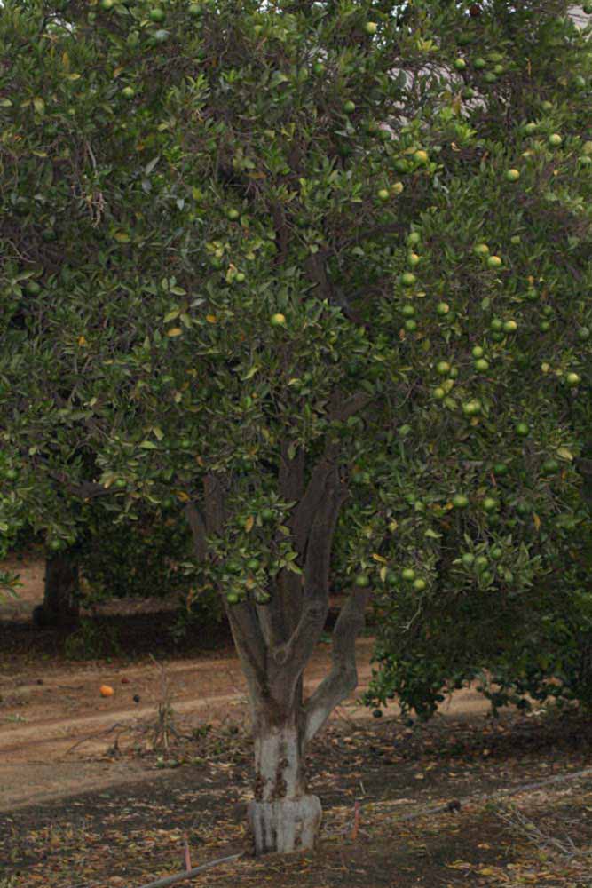            Habit (Riverside, CA)   